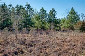 Tbd Cardinal Loop Paige, TX 78659 - Photo 2 of 5 a view of a forest with trees in the background