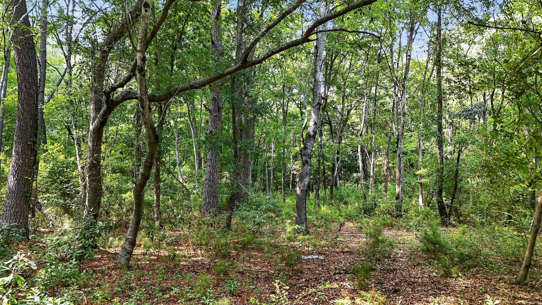 0 Legare Drive Moncks Corner, SC 29461 - Photo 5 of 10 KC-20