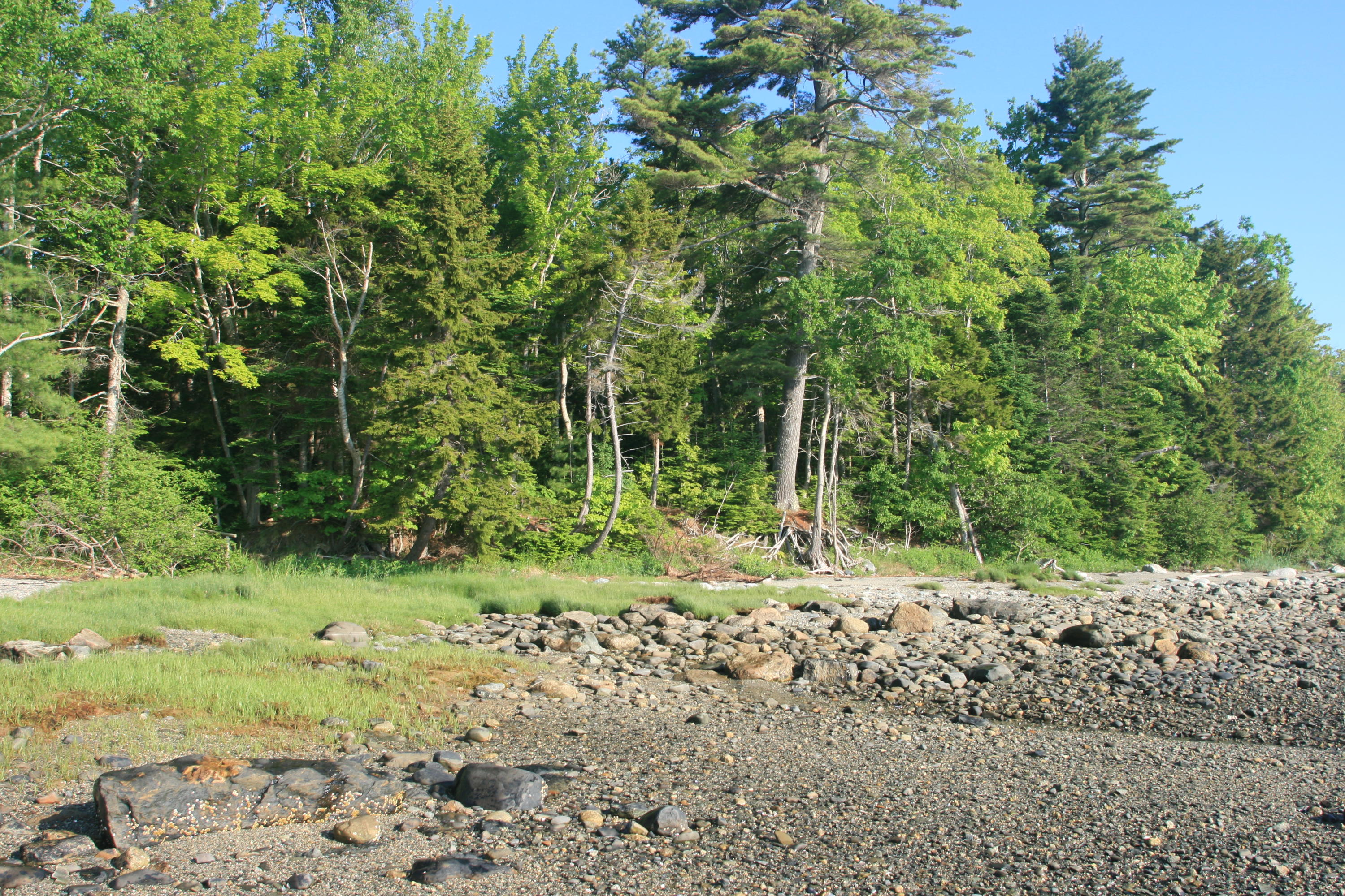 Lot M Carter Farm Road Surry, ME 04684 - Photo 8 of 8 668