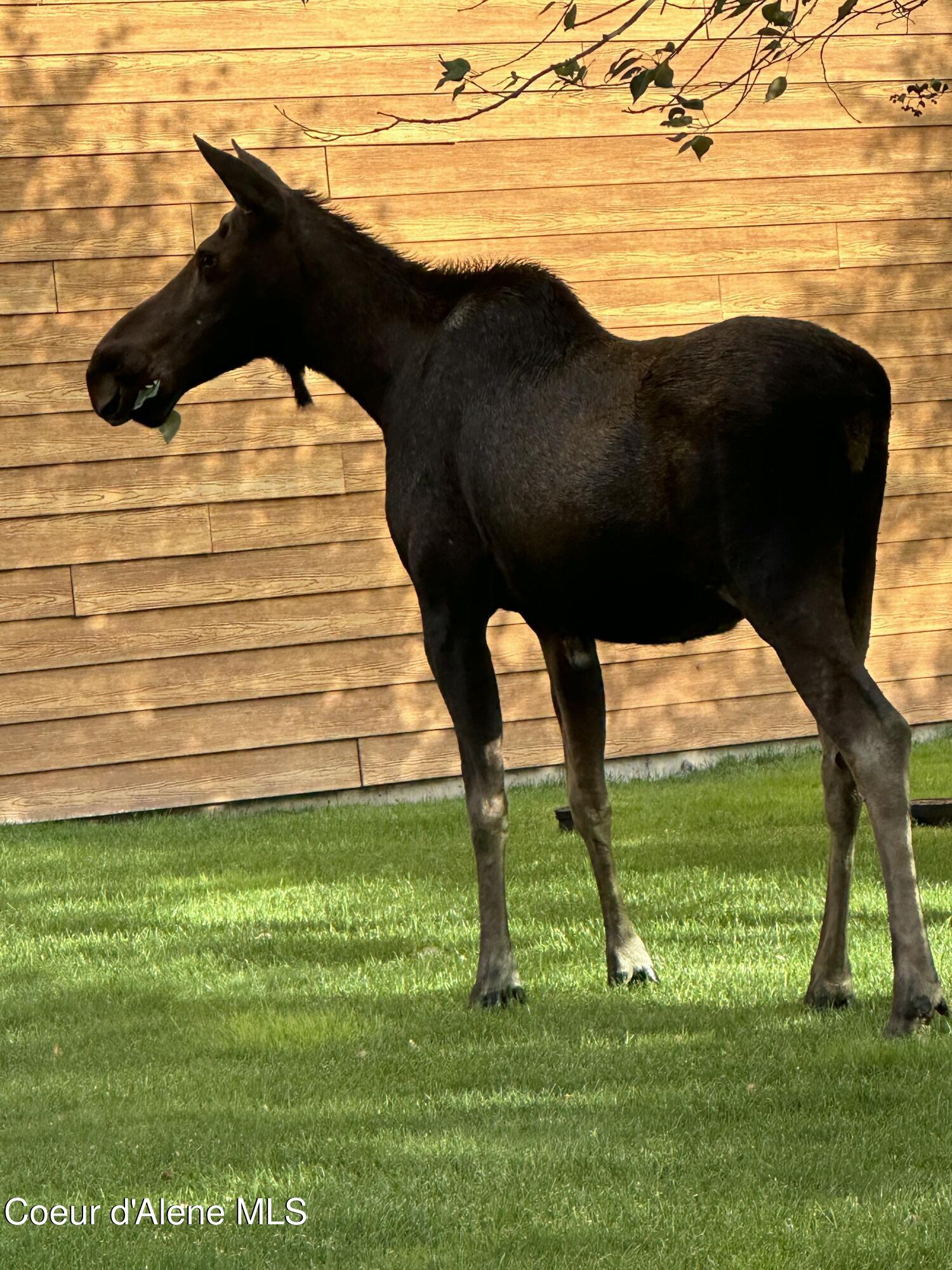 3 Elsie Peak Court, Unit 3 Pinehurst, ID 83850 - Photo 54 of 67 IMG_20250410_193340