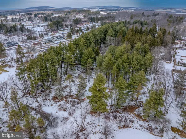 a view of a forest with trees