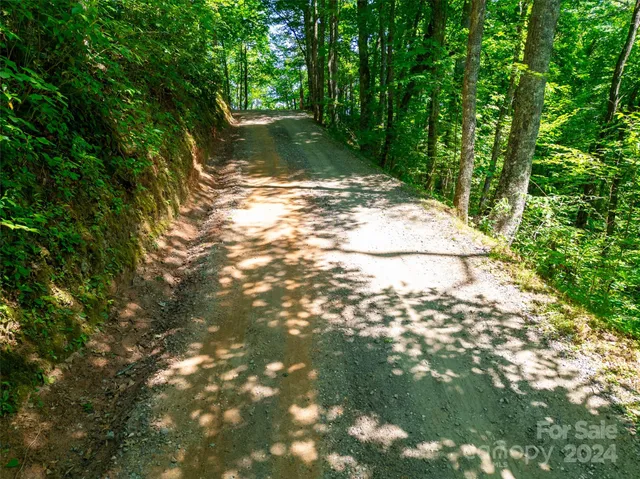a view of a yard with large tree