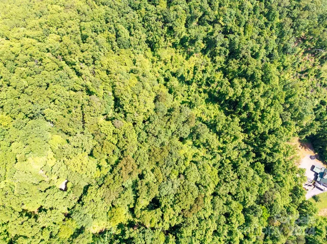 a view of a plant with a plant