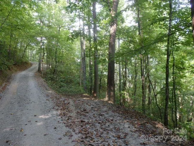 a view of a forest with trees in the background