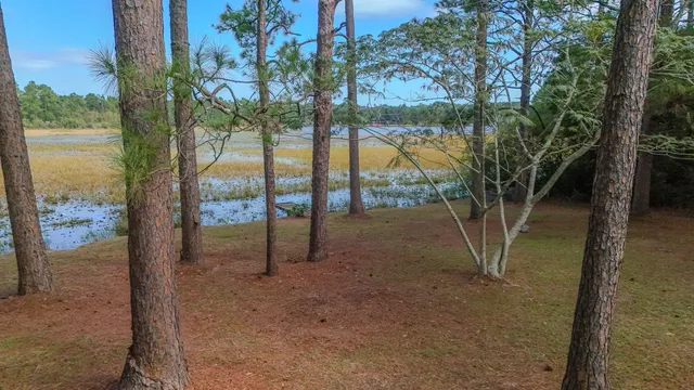 a view of a field with a tree