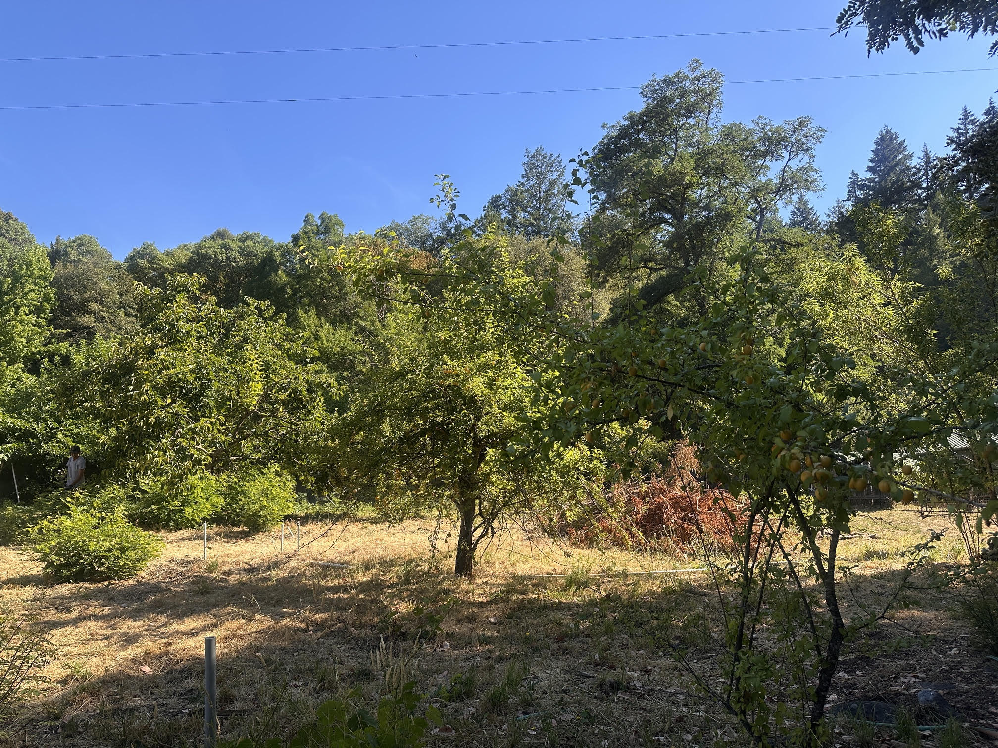 100 Ferguson Road Salyer, CA 95563 - Photo 5 of 10