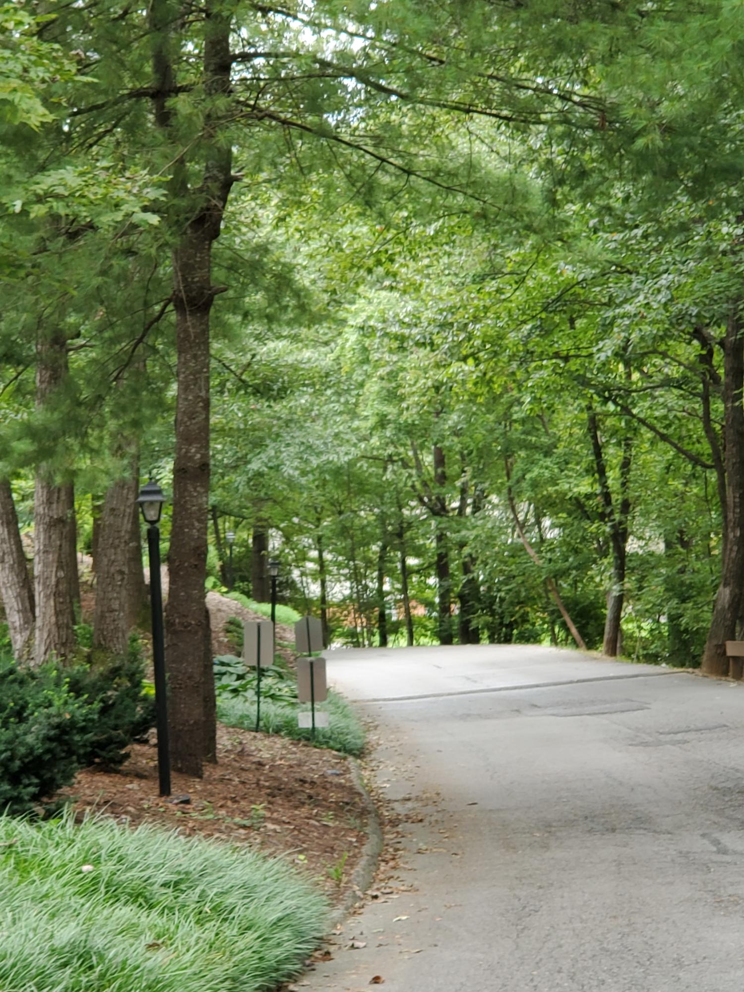 3337 Forest Ridge Road Roanoke, VA 24018 - Photo 34 of 36 a view of road with tree next to a road