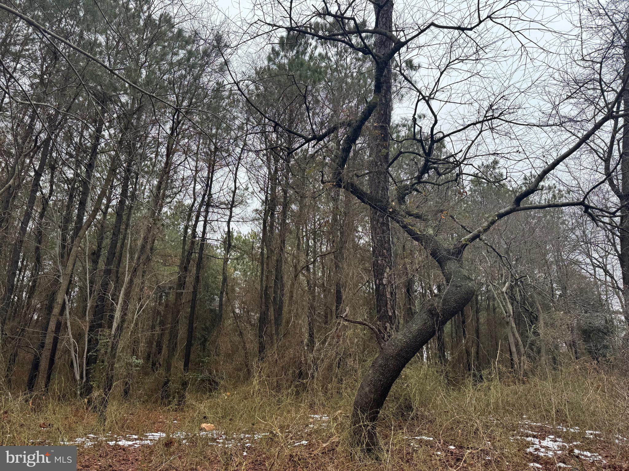 Lot 11 Pear Tree Road Millsboro, DE 19966 - Photo 3 of 4 Gallery Image 3
