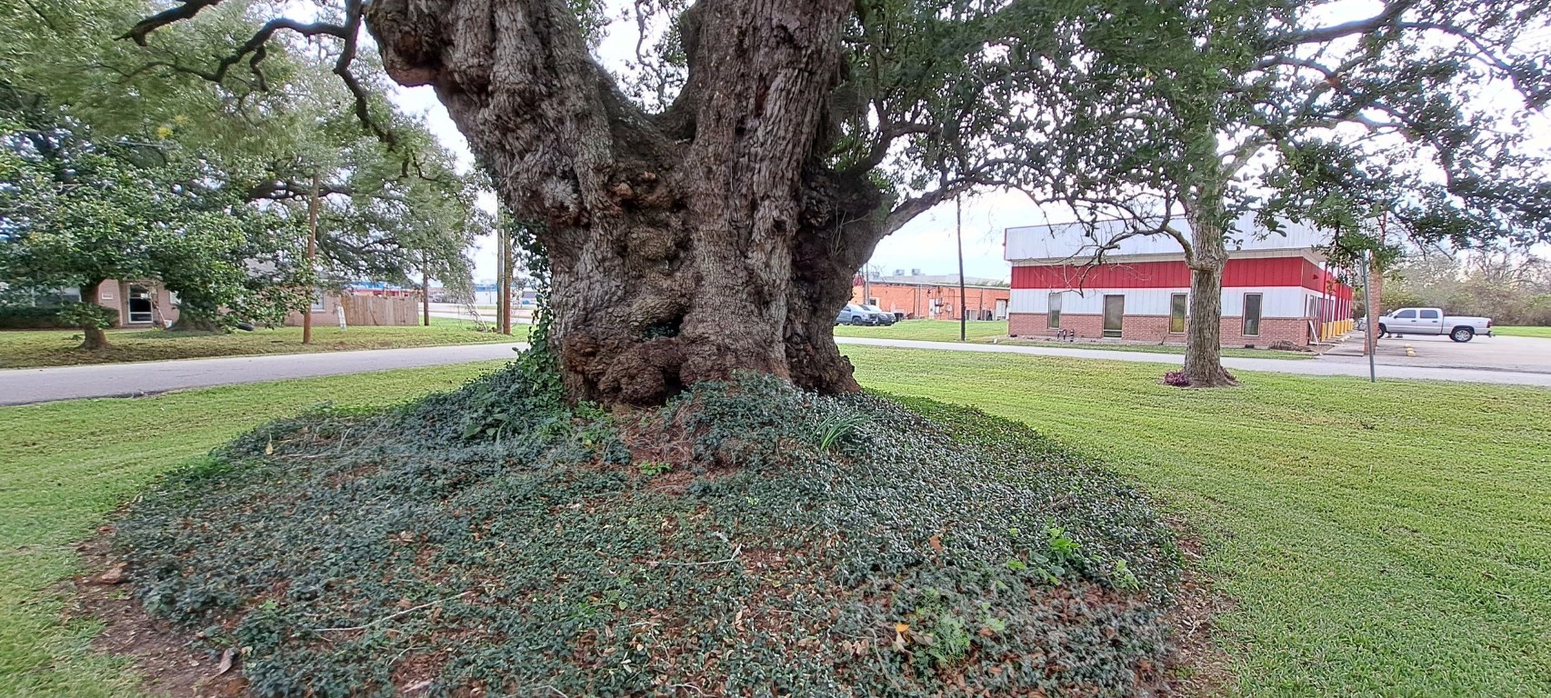 700 Wesley Drive Clute, TX 77531 - Photo 25 of 27 a view of a trees in front of a big yard