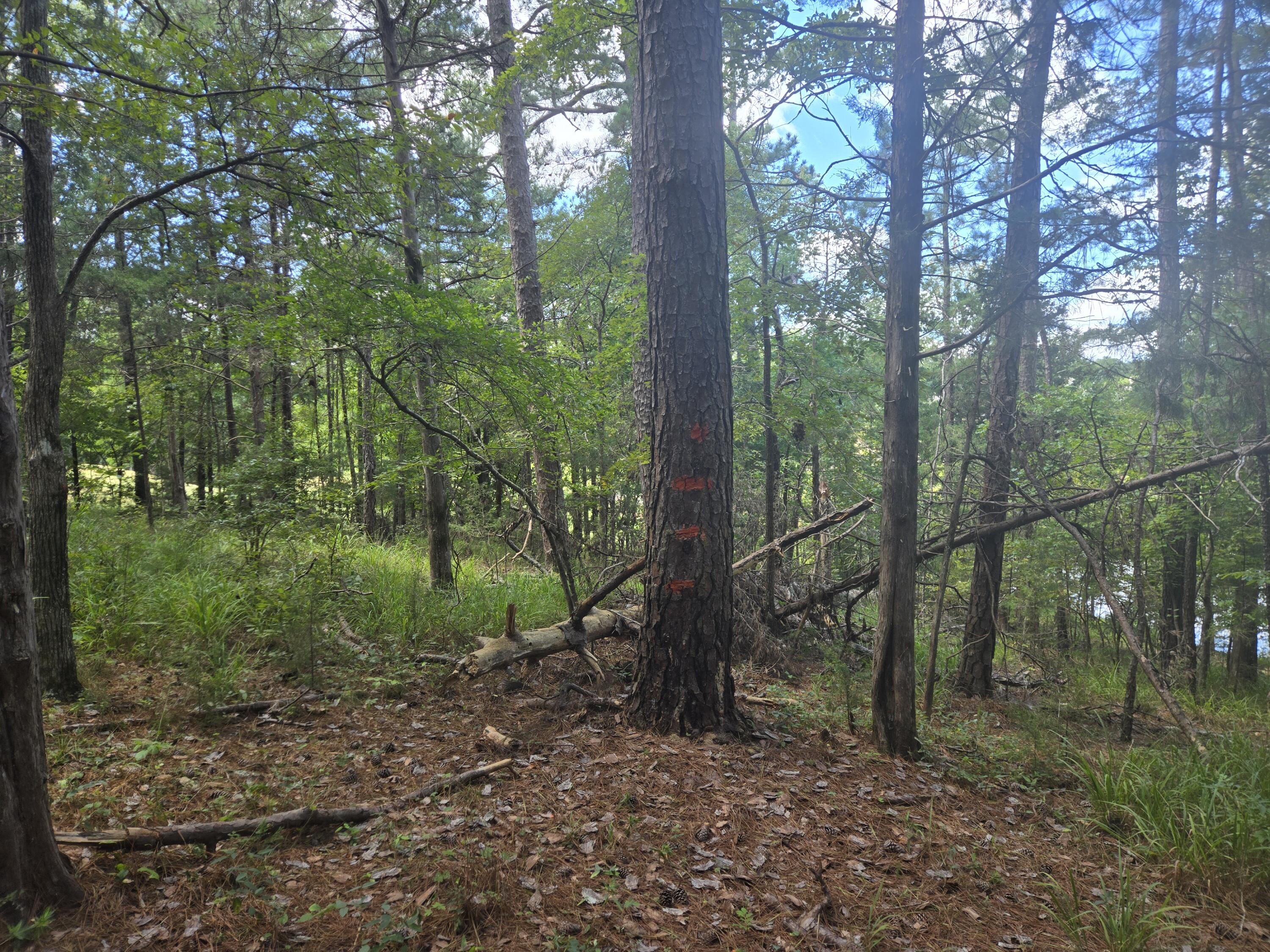 110 Old Course Lane McCormick, SC 29835 - Photo 12 of 16 20250902_132038