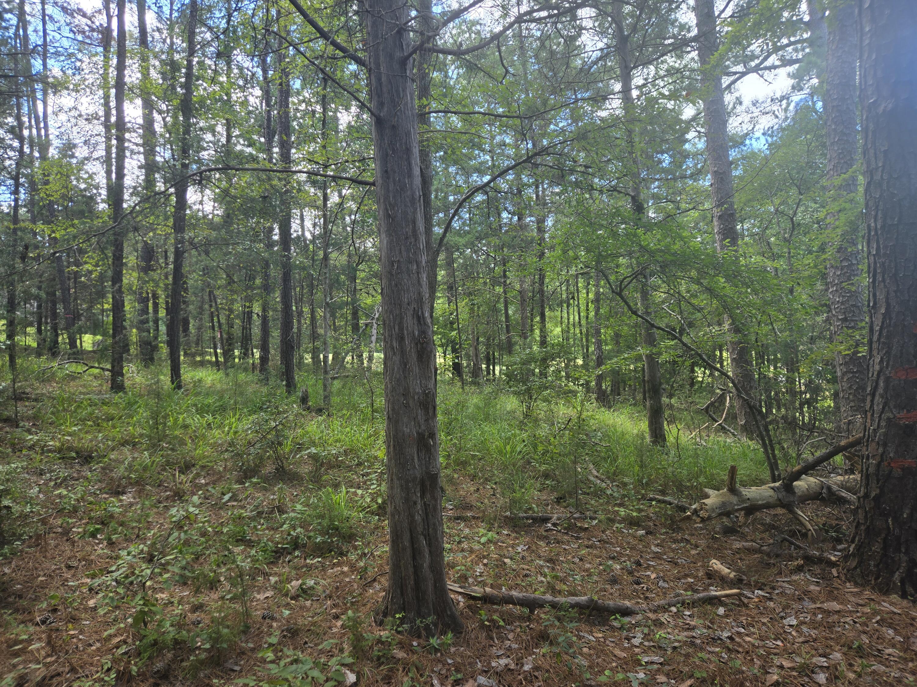 110 Old Course Lane McCormick, SC 29835 - Photo 13 of 16 20250902_132040