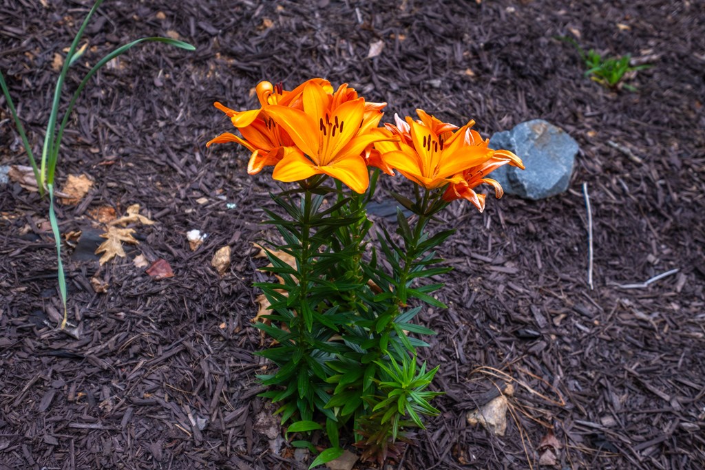 1220 Burger Road Murphy, NC 28906 - Photo 67 of 98