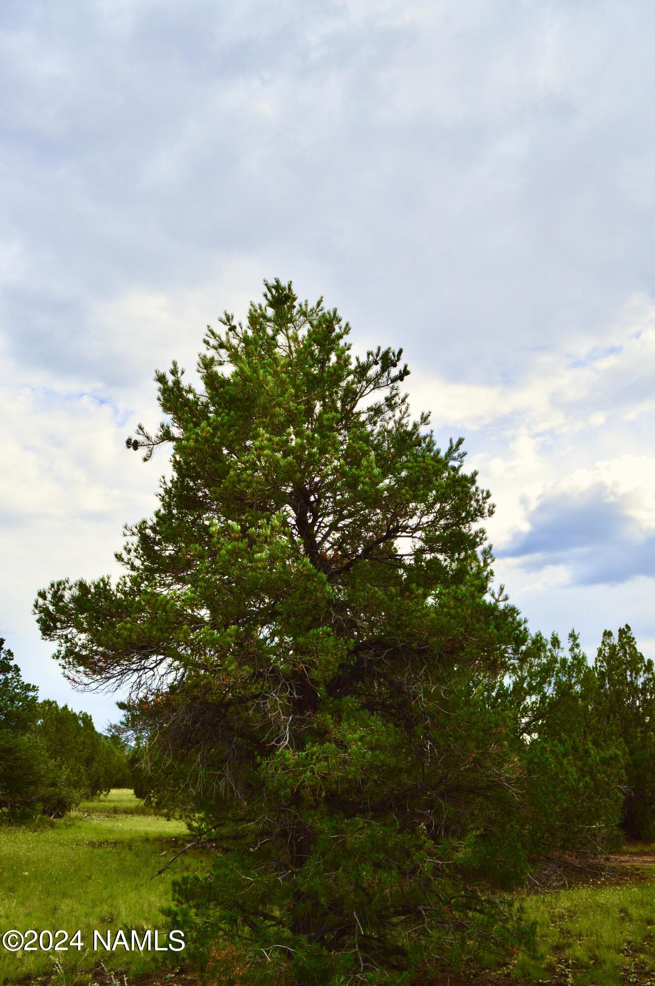 2 North Santa Fe Road Williams, AZ 86046 - Photo 4 of 6 DSC_0004