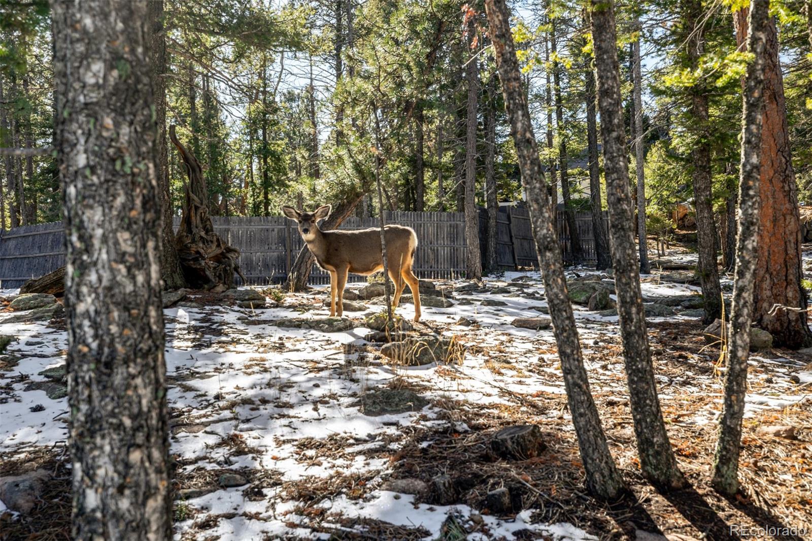 13202 Riley Peak Road Conifer, CO 80433 - Photo 43 of 50