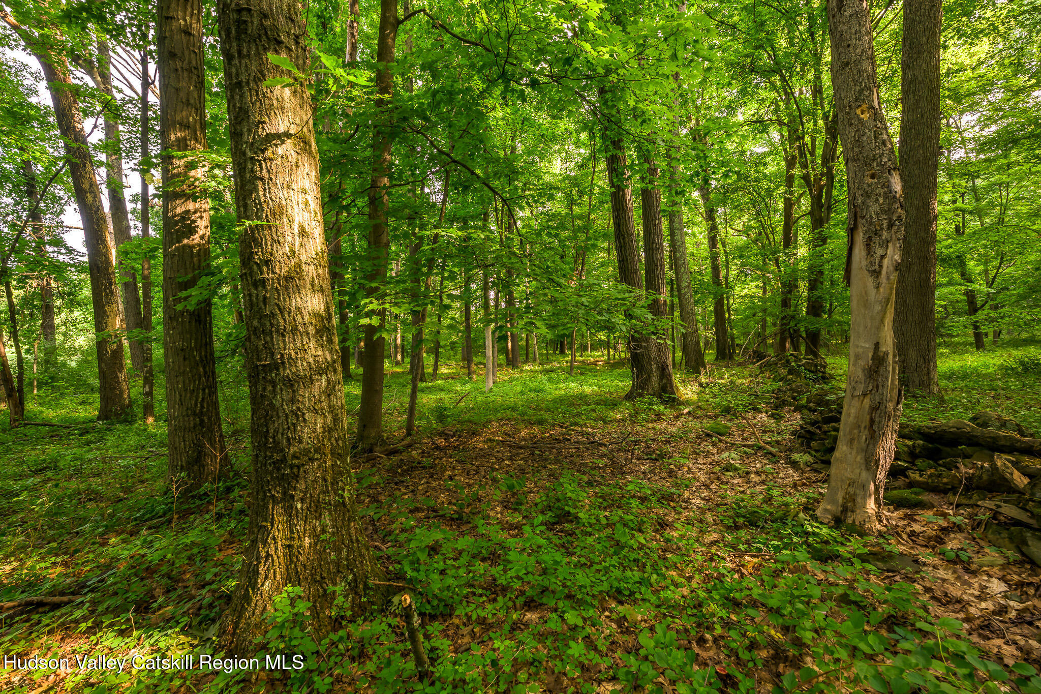 47 County Rte 27 Copake, NY 12502 - Photo 56 of 65 Woods 1
