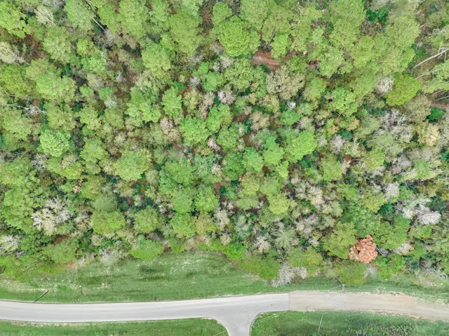 a view of a yard with a tree