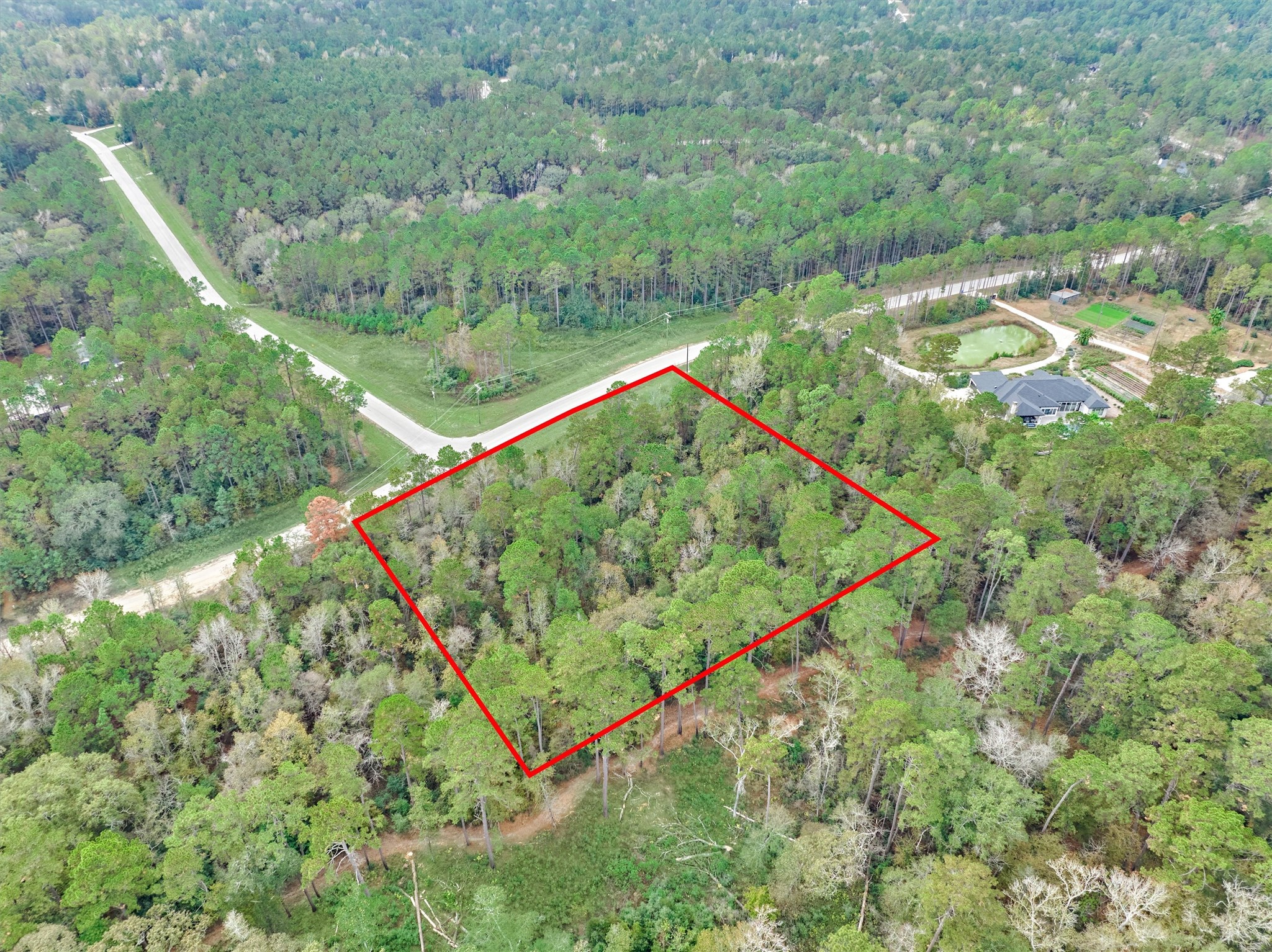 498 Lonestar Road Huntsville, TX 77340 - Photo 5 of 20 a view of a lush green forest with large trees