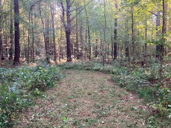 a view of a forest with trees