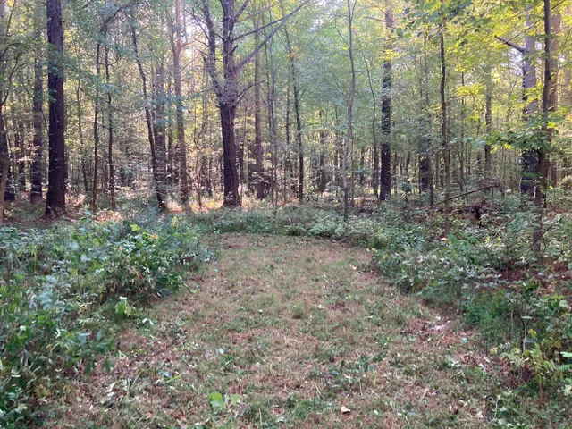 a view of a forest with trees