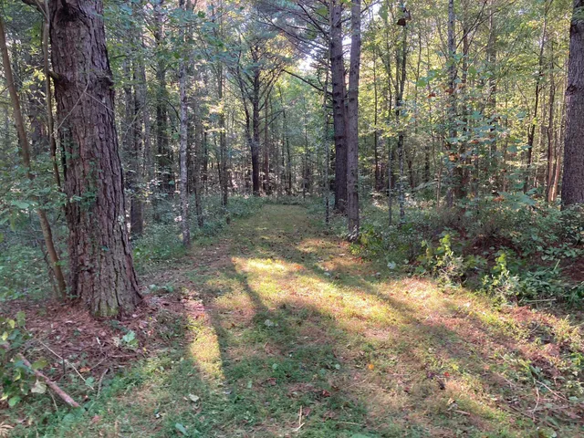 a view of a yard with small trees