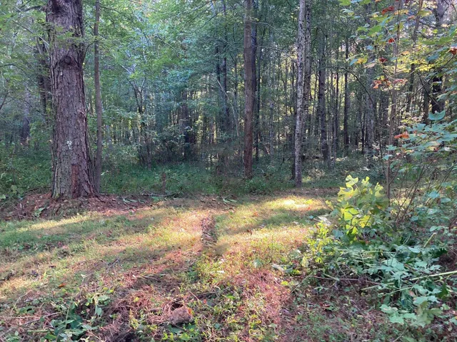 a view of a forest with trees in the background