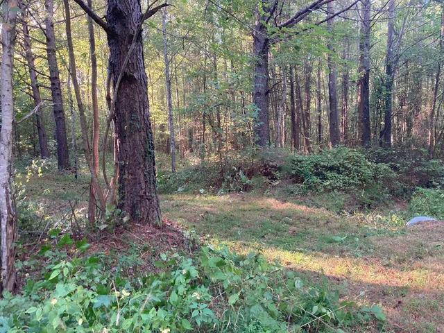a view of a forest with trees in the background