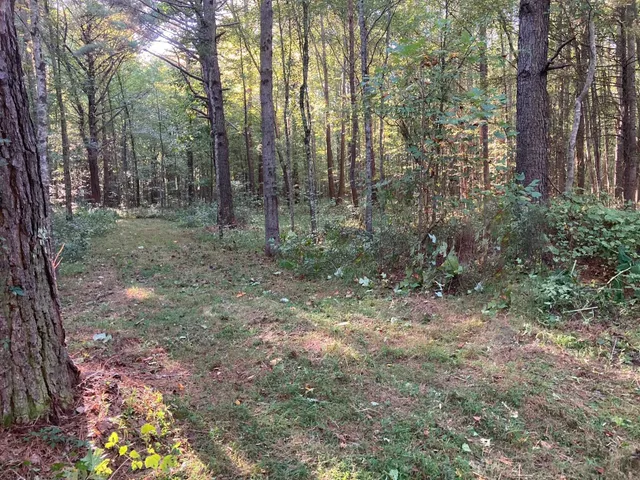 a view of a forest with trees