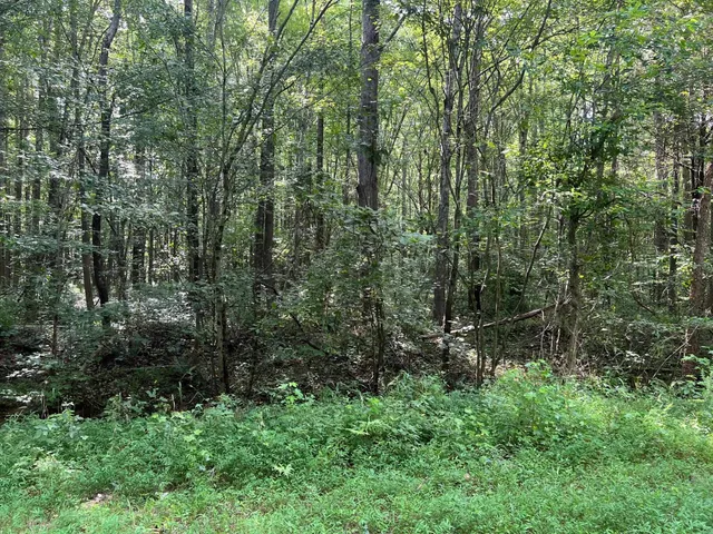 a view of a lush green forest