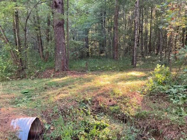 a view of a forest with trees