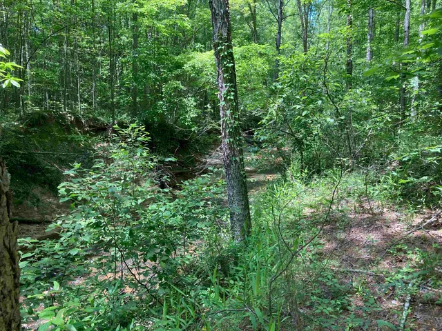a view of a lake with a tree