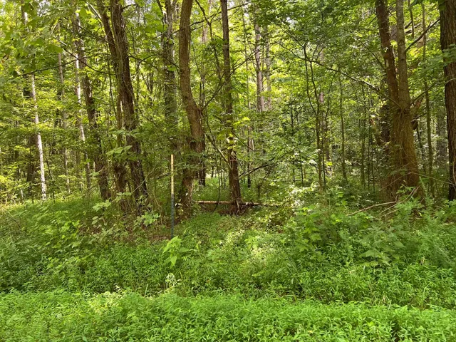 a view of a yard with large trees