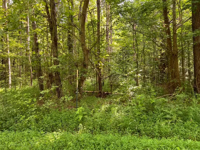 a view of outdoor space and green space