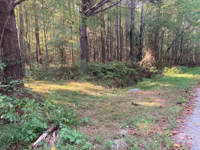 a view of a forest with trees in the background