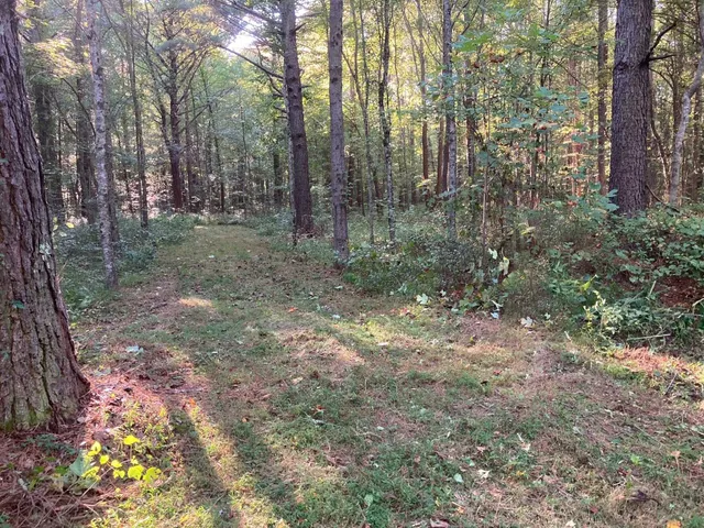 a view of a forest with trees