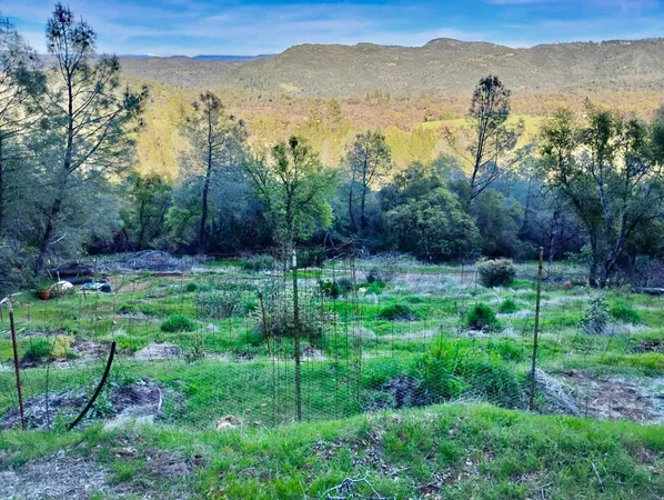 a view of a lush green forest with trees in the background