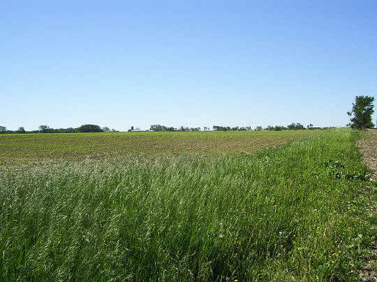 1 Rockton Road Caledonia, IL 61011 - Photo 2 of 5 a view of a green field with lots of bushes
