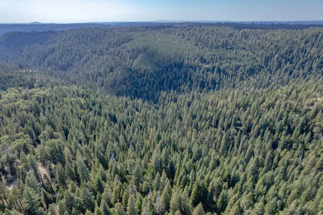 a view of a dry yard with green space