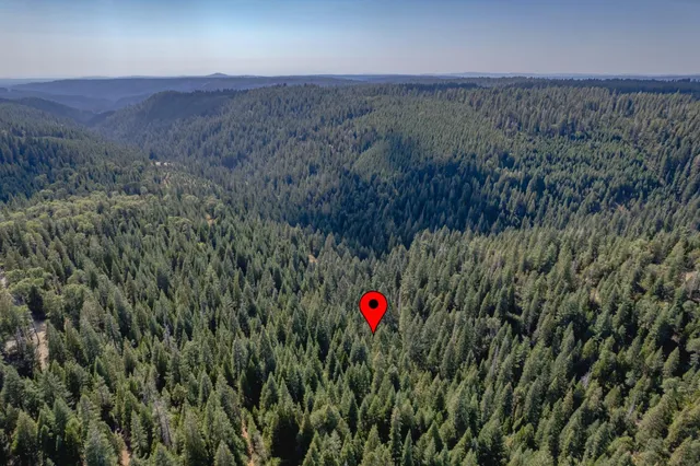 a view of a lush green forest with a lake