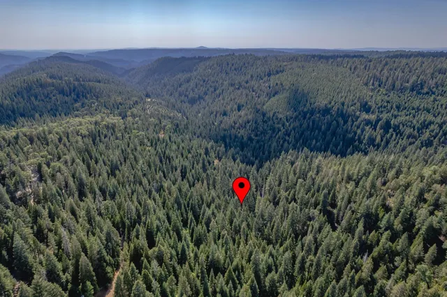 a view of a lush green forest with a building in the background