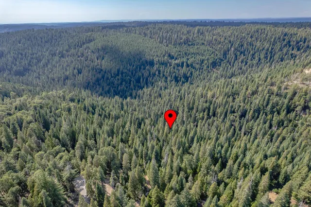 a view of a lush green forest