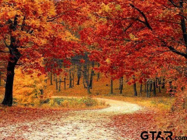 a view of yard covered with snow