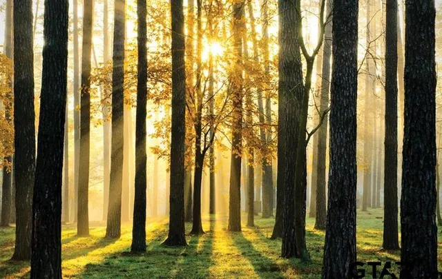 a view of a backyard with a garden