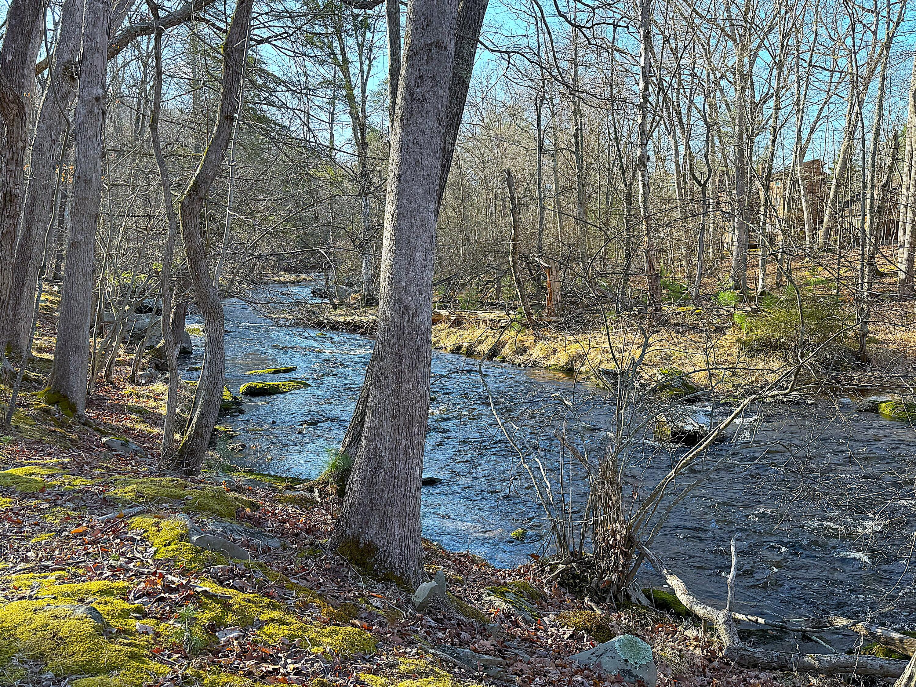 6486 Decker Road Bushkill, PA 18324 - Photo 34 of 53 a view of a tree in the yard