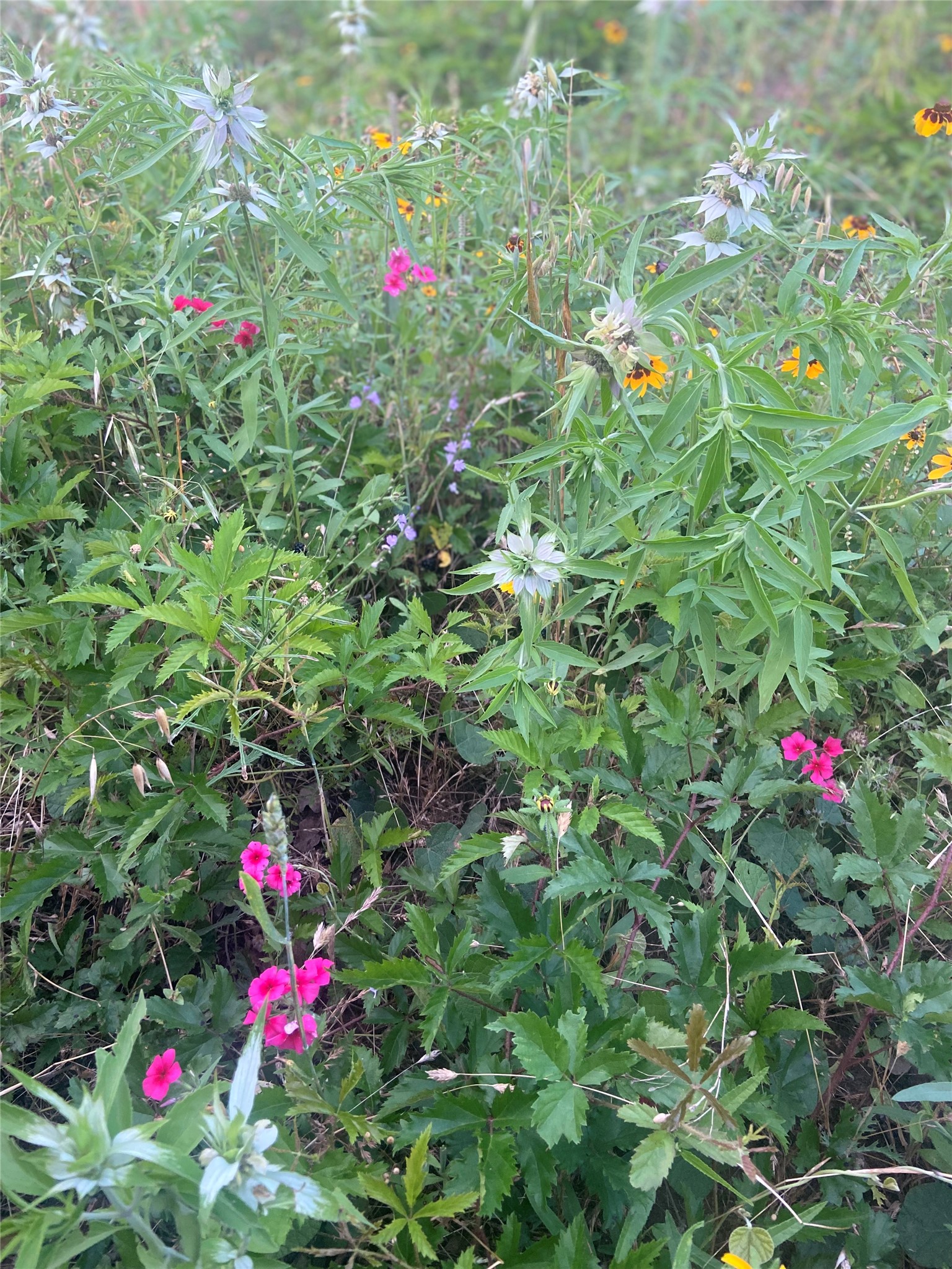 569 Burdette Wells Road Lockhart, TX 78644 - Photo 17 of 18 Wildflowers
