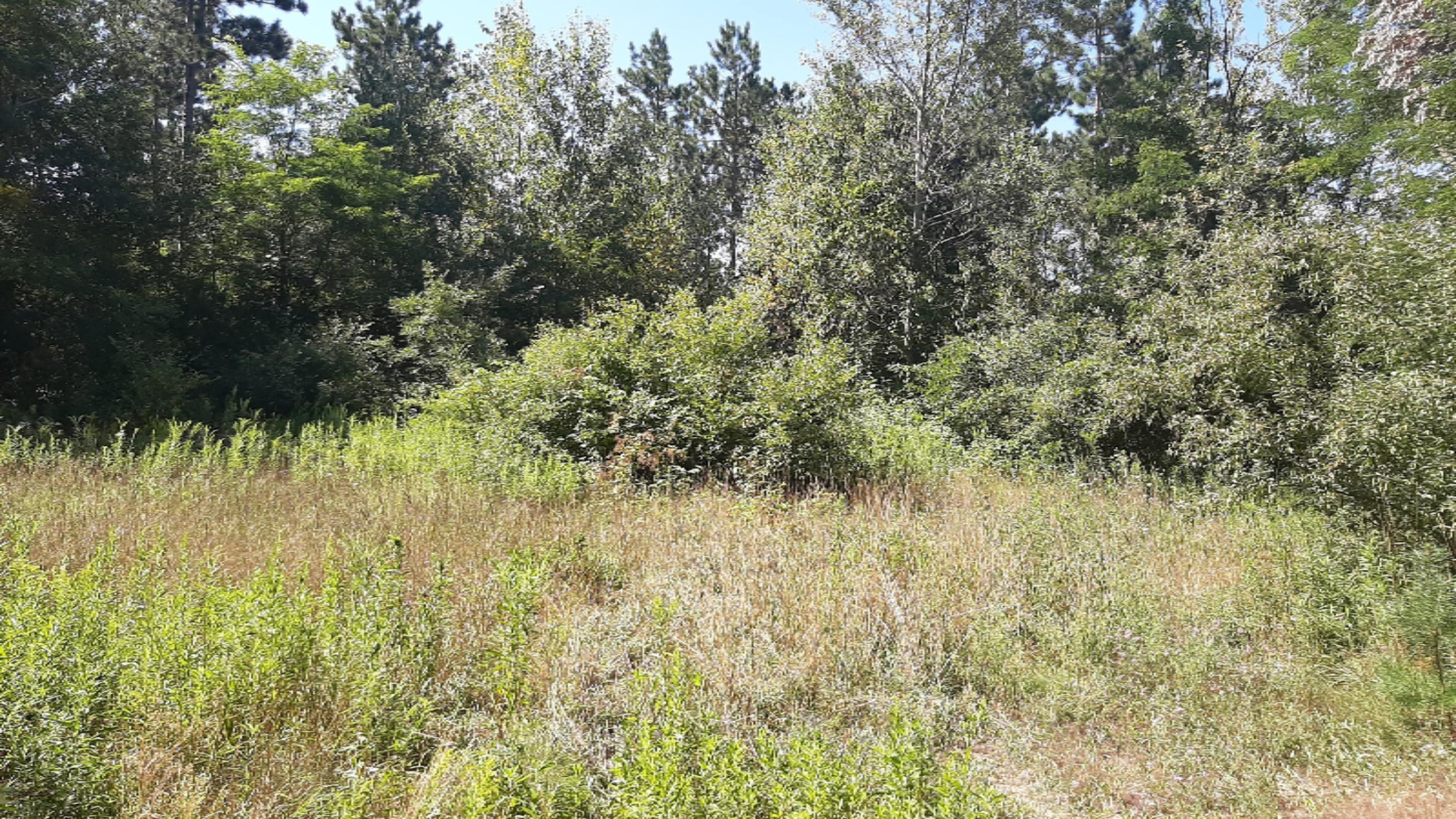 30-acres Spruce Ridge Road Bear Lake, MI 49614 - Photo 27 of 42 20200817_114946