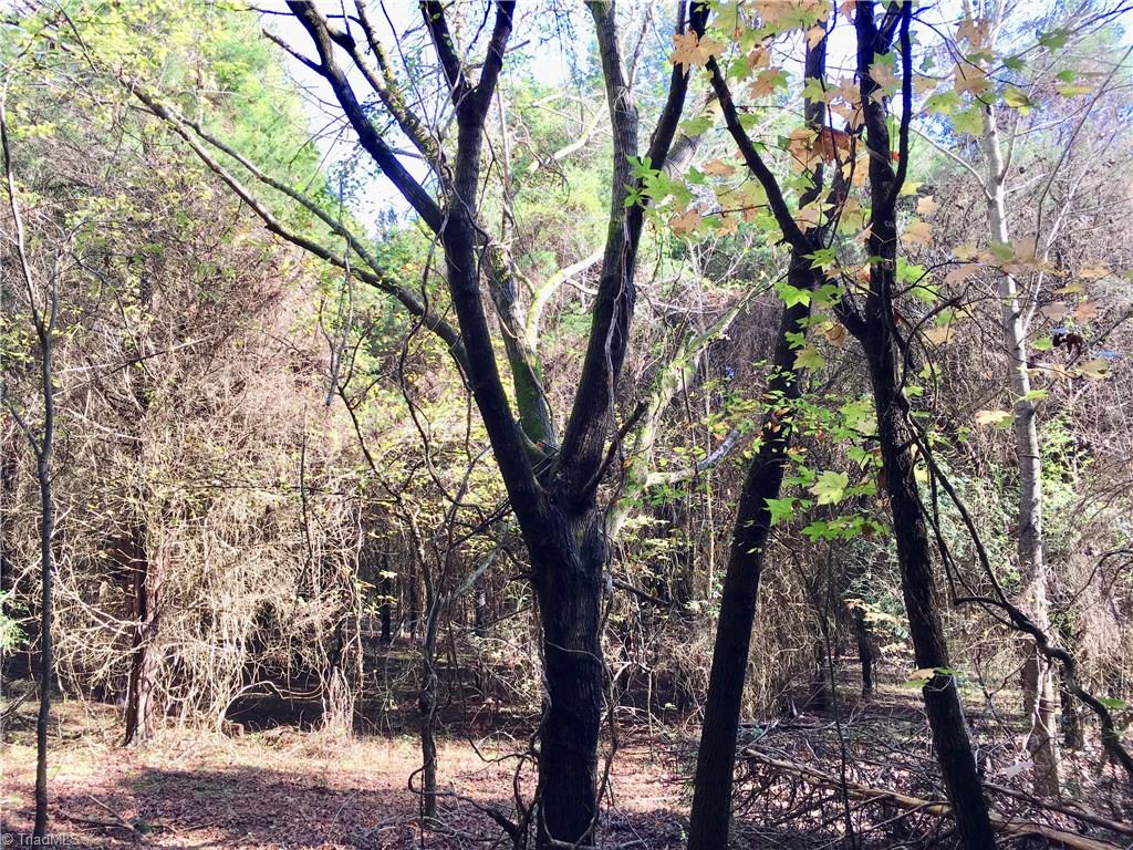 2 Evans Road Mocksville, NC 27028 - Photo 11 of 14 Maple, Gum, and River Birch too.