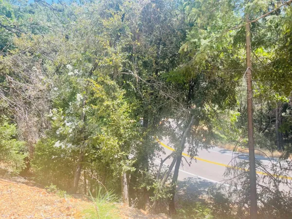 a view of a yard with a tree