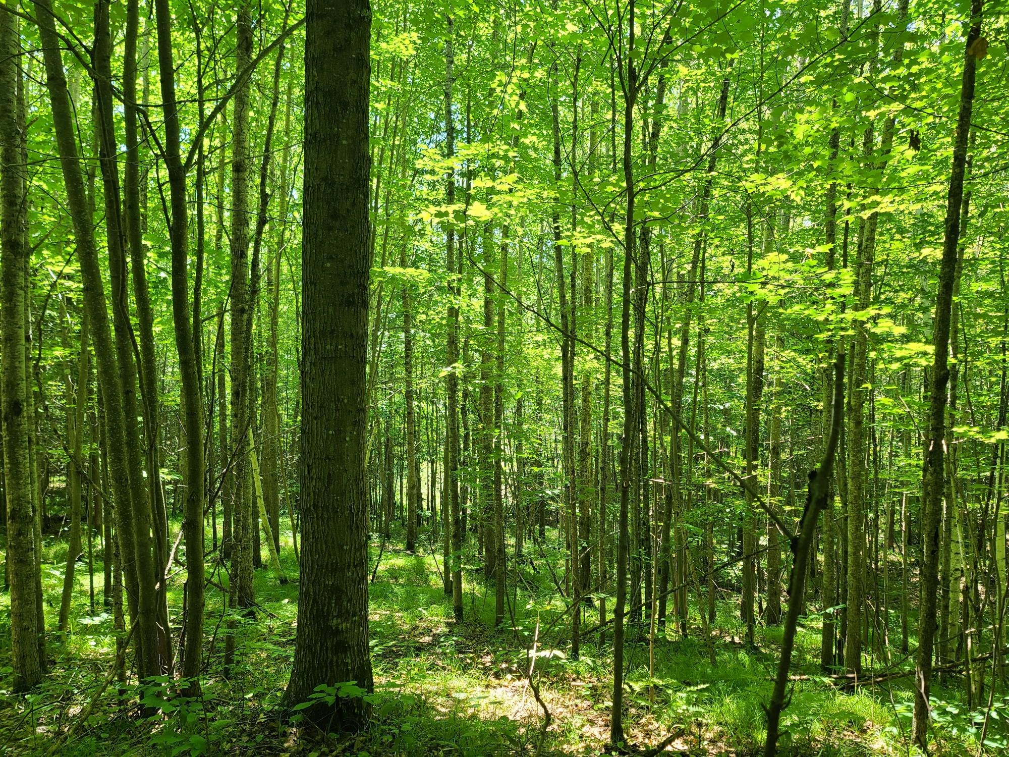 On Simon Road, Unit 78ACRES Fifield, WI 54524 - Photo 2 of 12 Gallery Image 2
