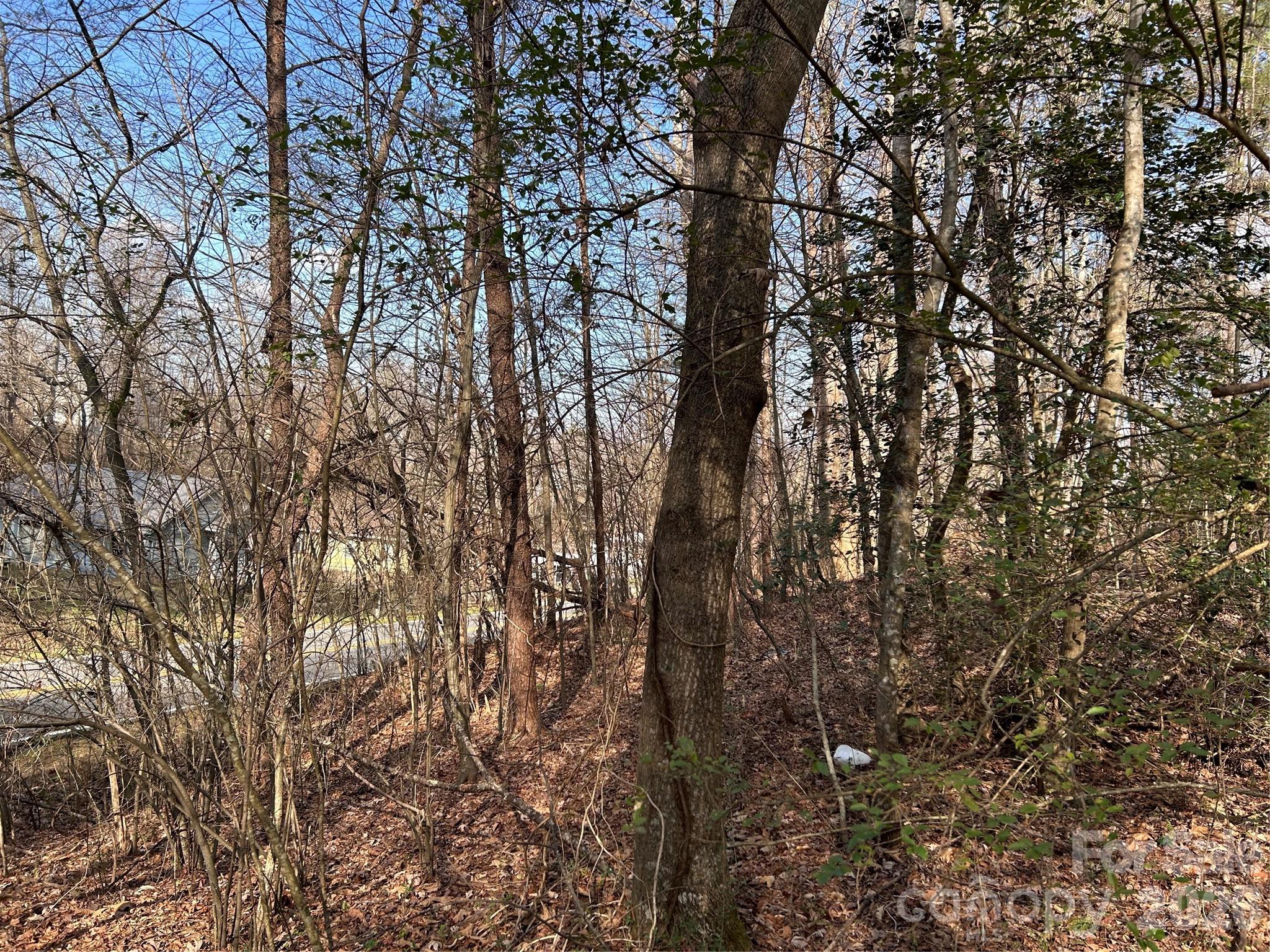 303 Burke Street Hickory, NC 28601 - Photo 9 of 9 a view of tree