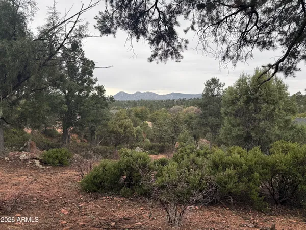 a view of a forest with trees in the background